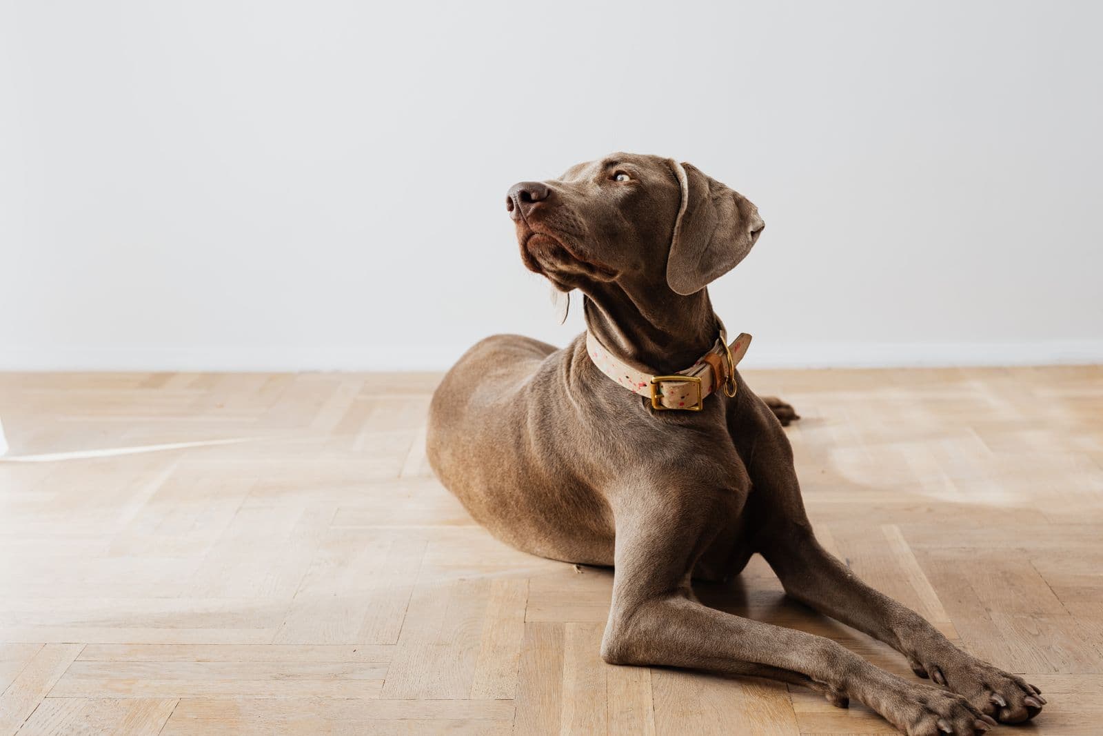 A large dog lying on a bare hardwood floor indoors