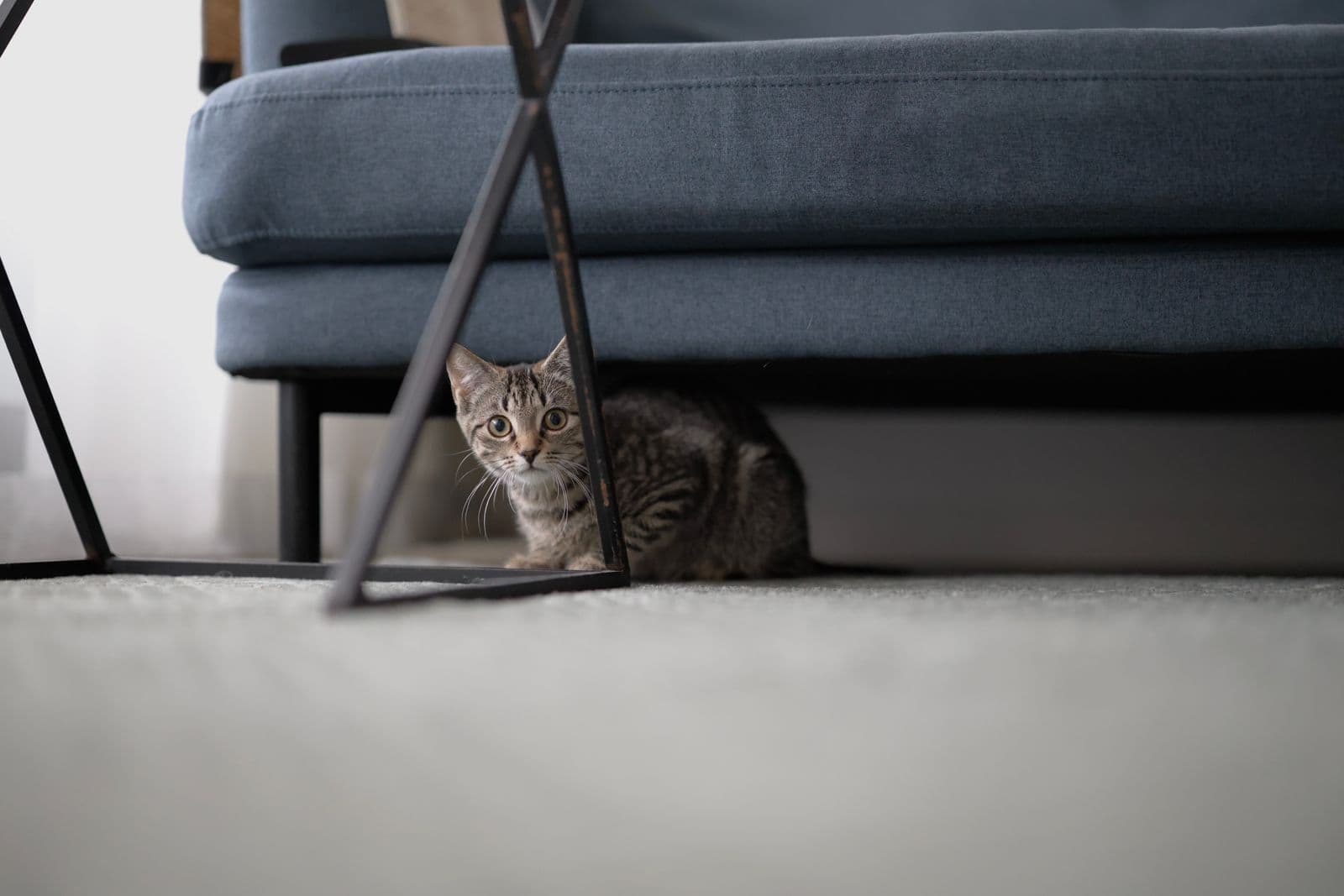 A young tabby cat crouched under a blue sofa, peering out past the legs of a metal side table