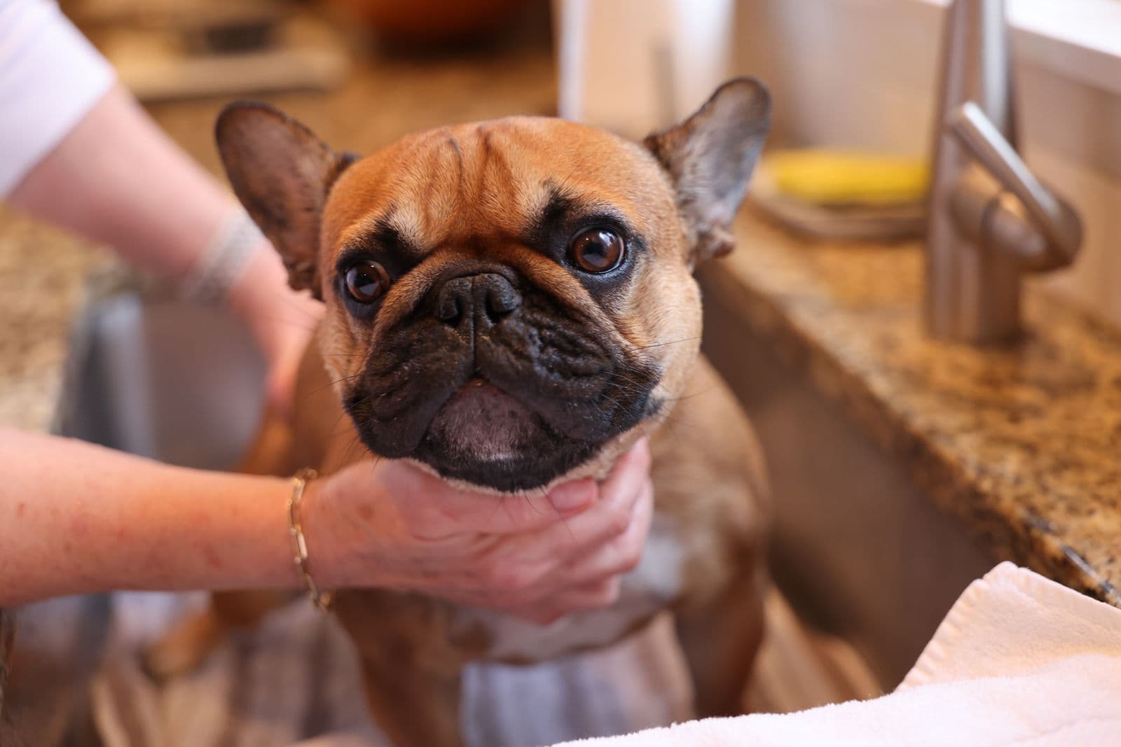 A fawn French Bulldog standing in a kitchen sink during a bath, held gently under the chin, with a white towel folded over the edge of the sink