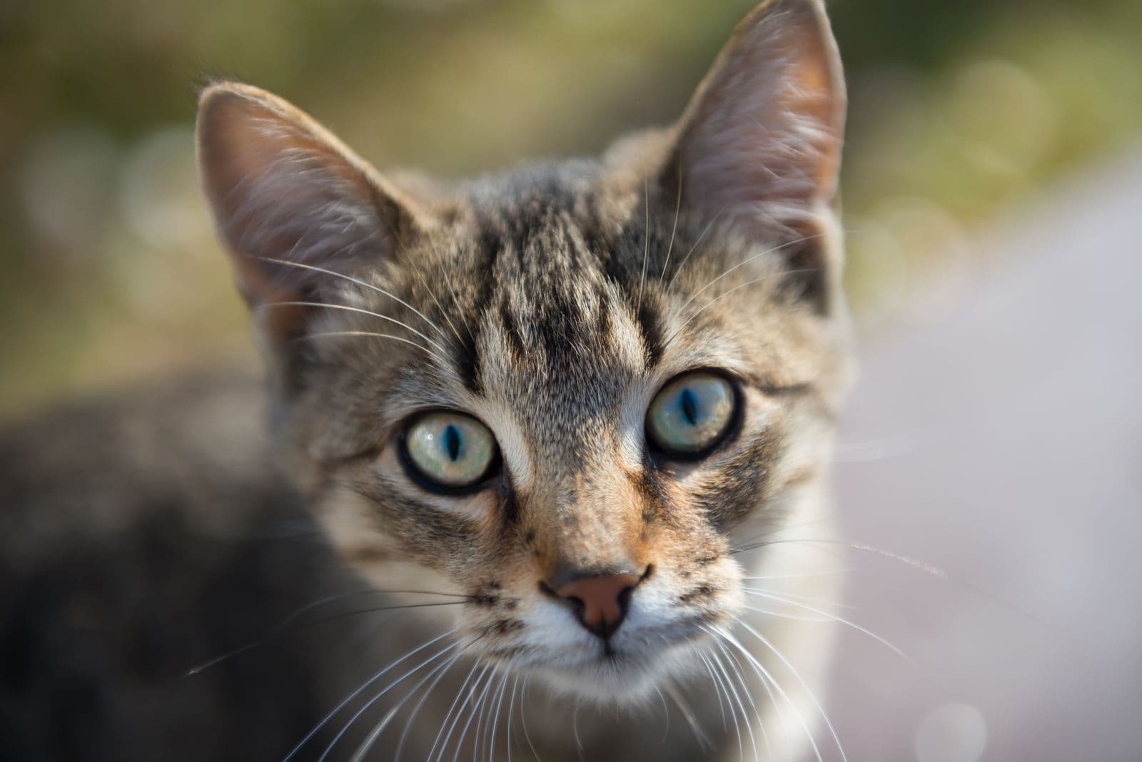 A young brown tabby cat looking straight at the camera with clear pale blue-green eyes, outdoors