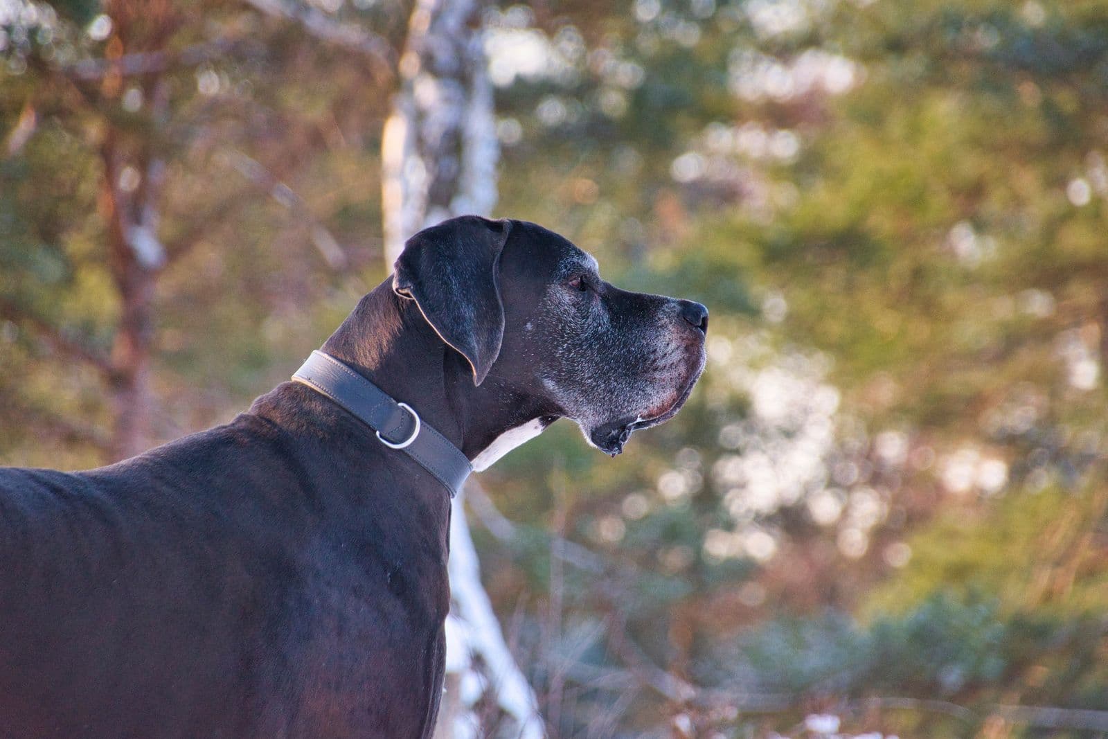 A grey-muzzled black Great Dane in side profile, standing outdoors among trees