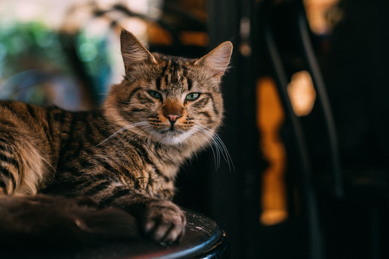 A mature tabby cat lying on a cushioned stool in warm indoor light, looking at the camera
