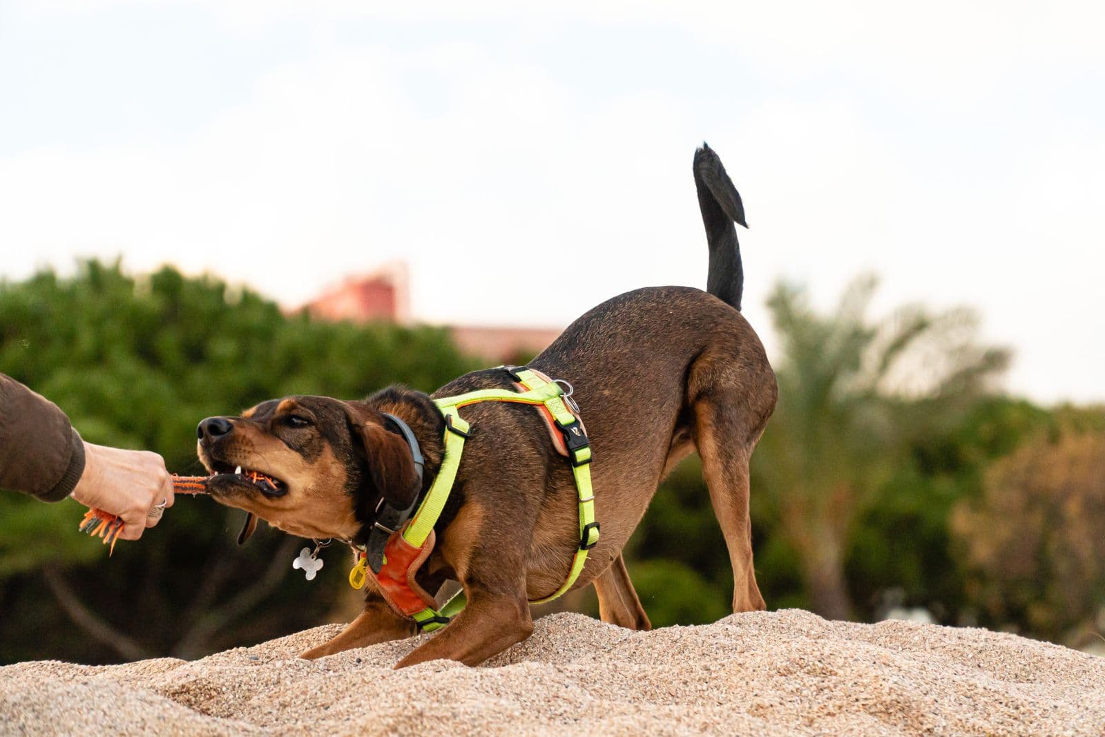 A brown dog in a yellow harness crouches on sand and pulls an orange tug toy held in a person's hand